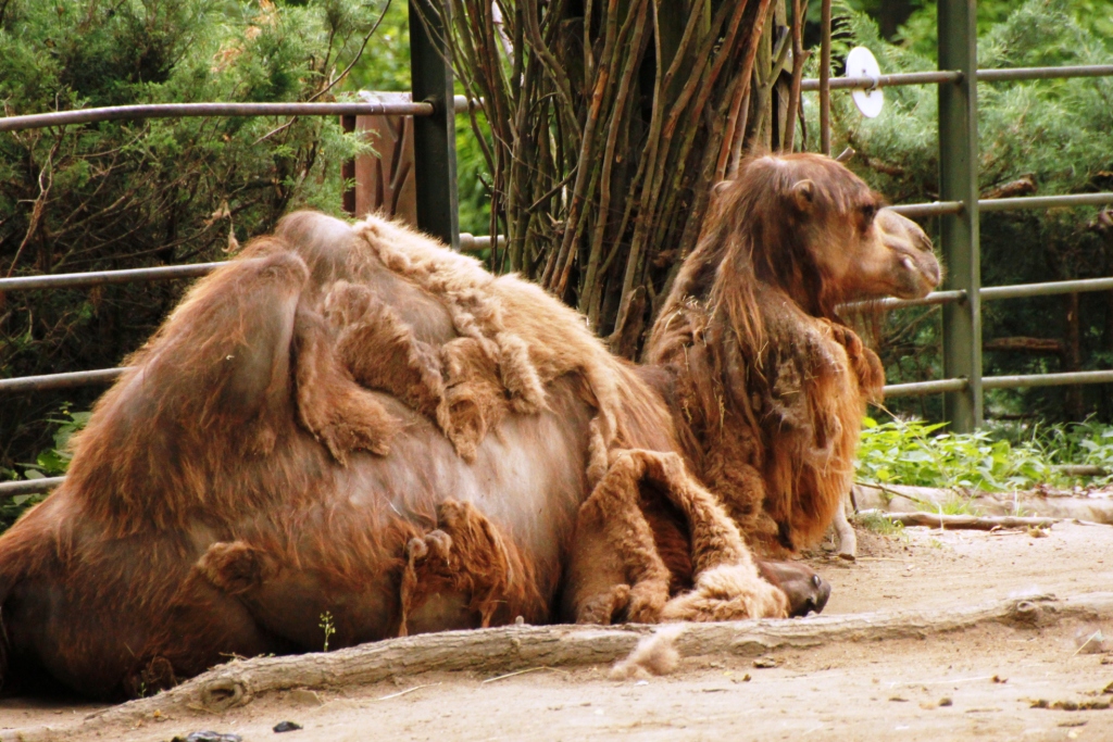 ZOO BRNO